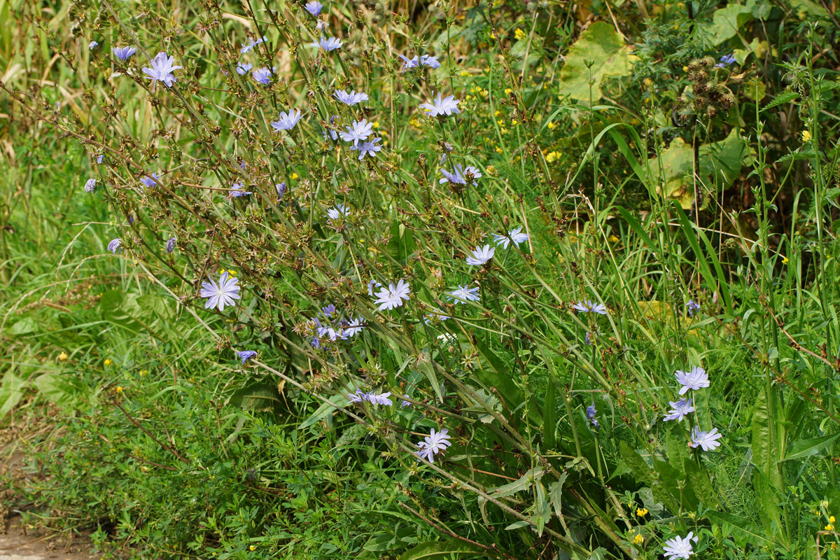 Изображение особи Cichorium intybus.