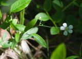 Moehringia lateriflora. Цветок и листья (в сообществе с Vaccinium myrtillus). Мурманская обл., Кольский р-н, левый берег р. Лавна, пойменный разнотравный березняк. 08.07.2020.