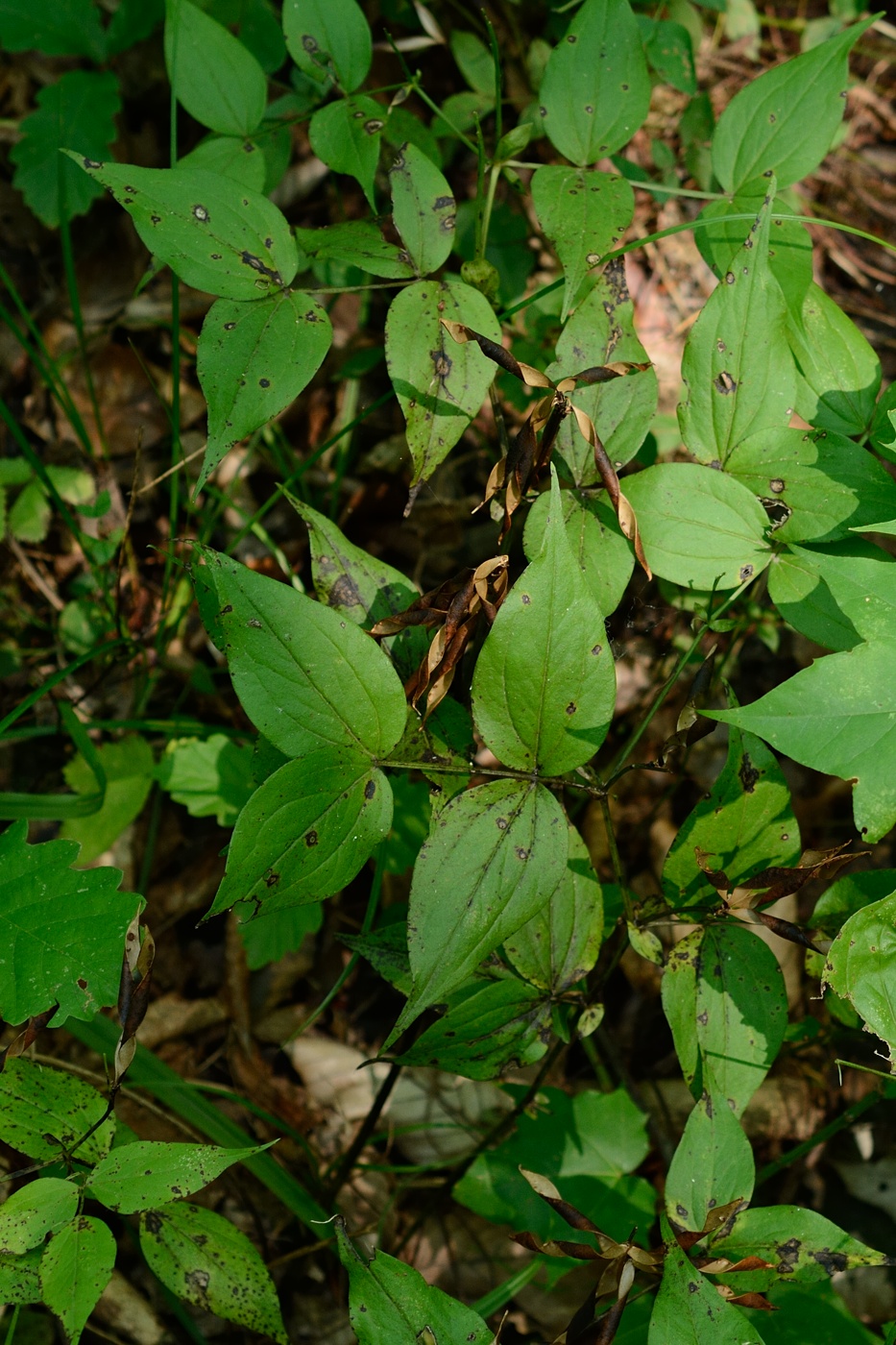 Изображение особи Lathyrus aureus.