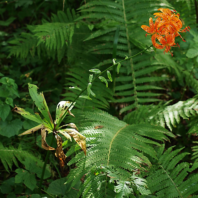 Image of Lilium distichum specimen.