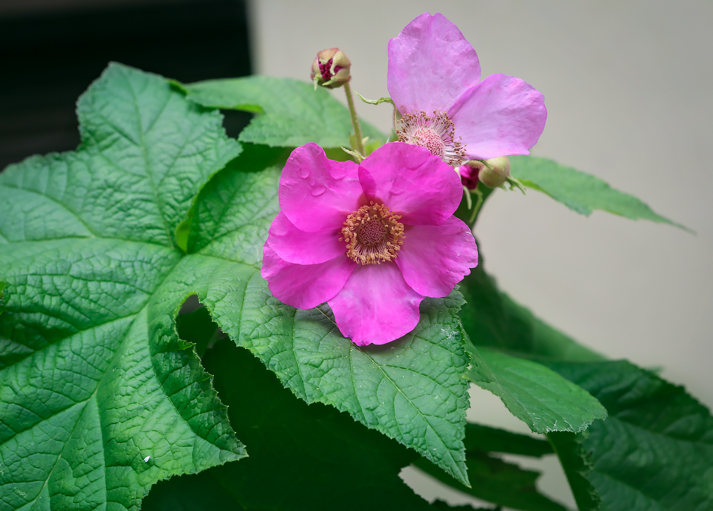 Image of Rubus odoratus specimen.