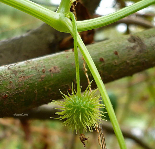 Изображение особи Echinocystis lobata.