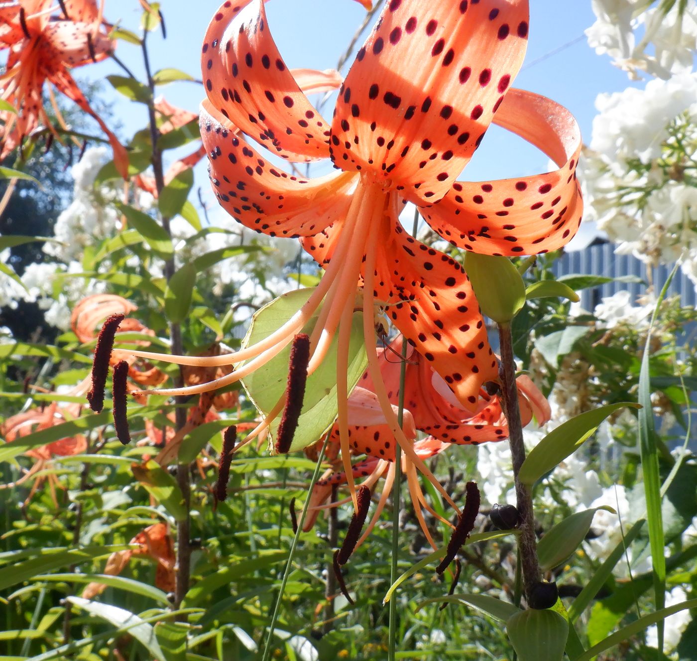 Изображение особи Lilium lancifolium.