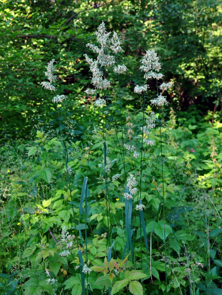 Изображение особи Dactylis glomerata.