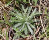 Carlina fennica