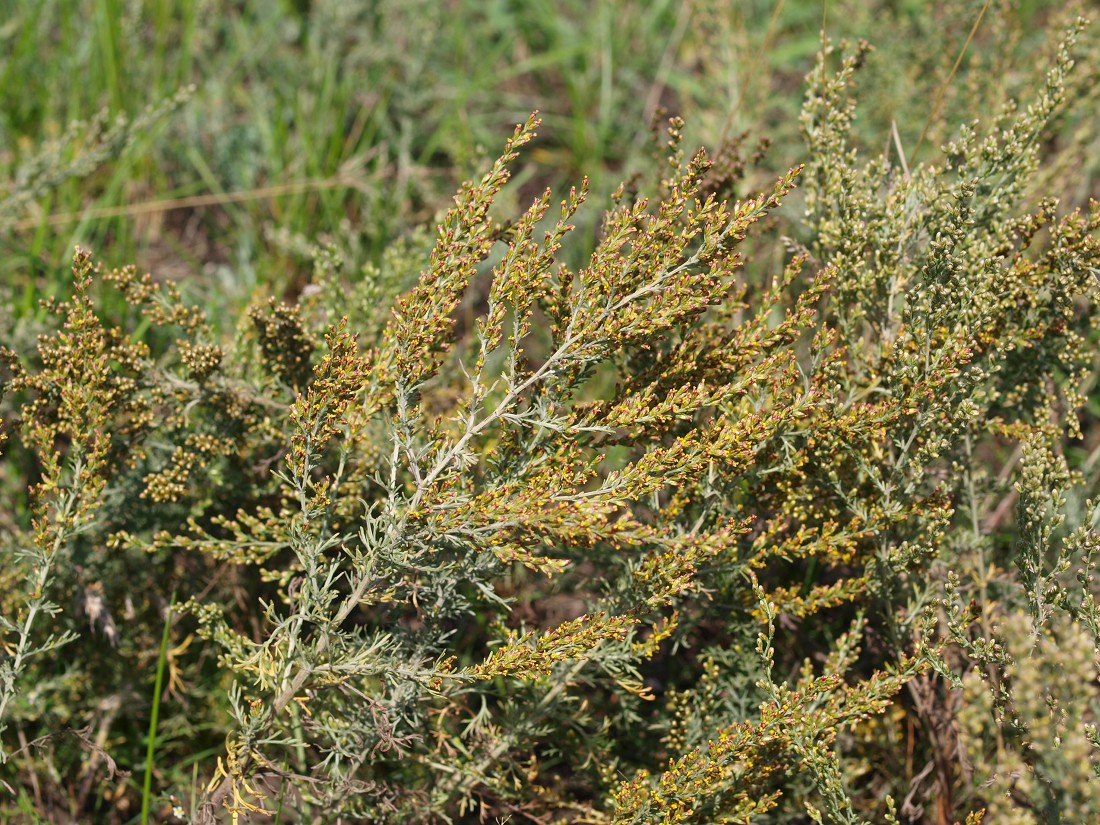 Image of Artemisia santonicum specimen.