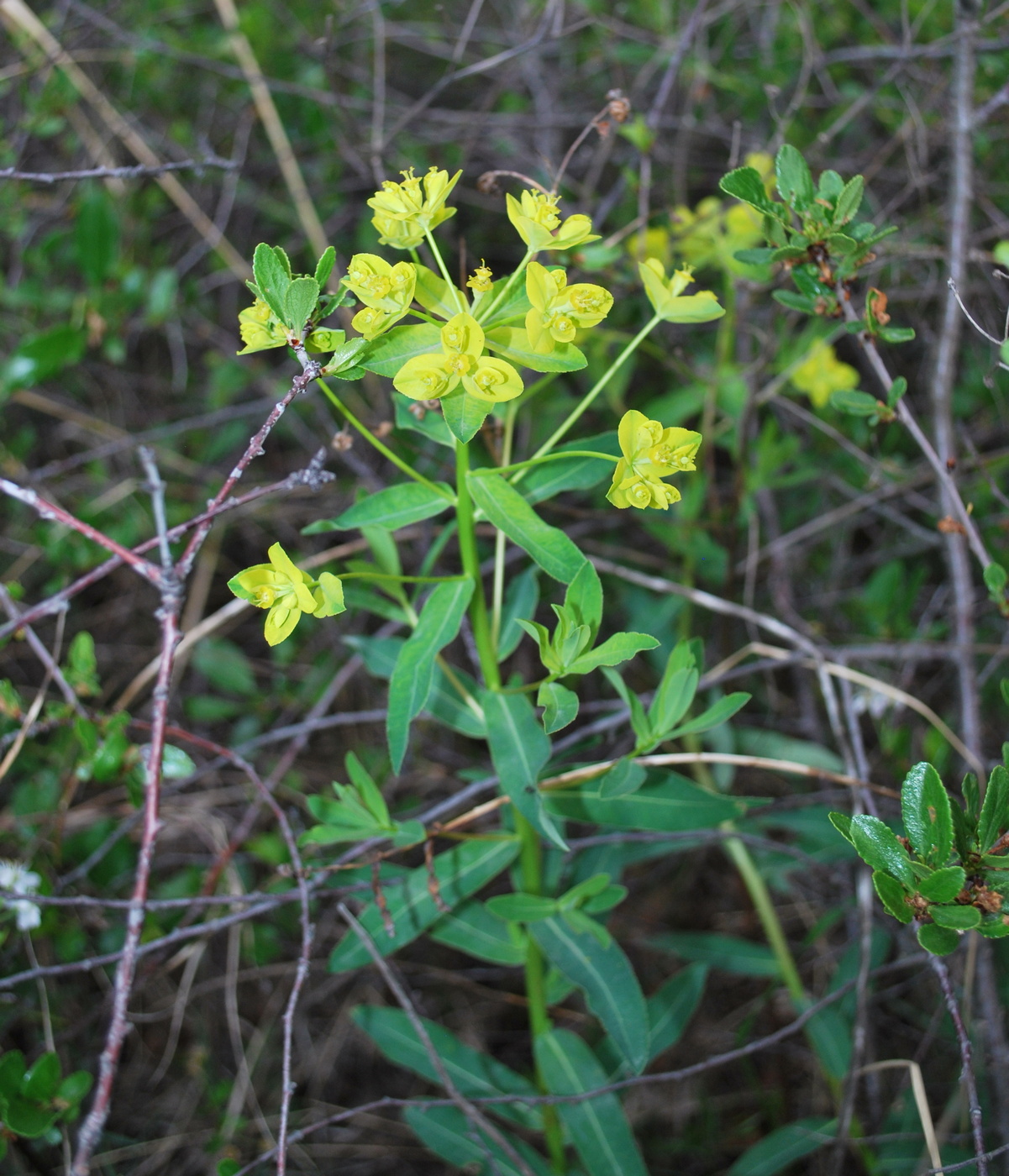 Image of genus Euphorbia specimen.