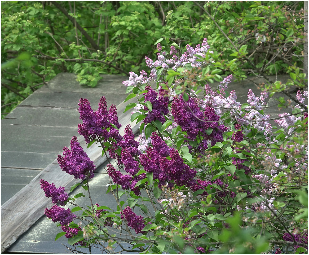 Image of Syringa vulgaris specimen.