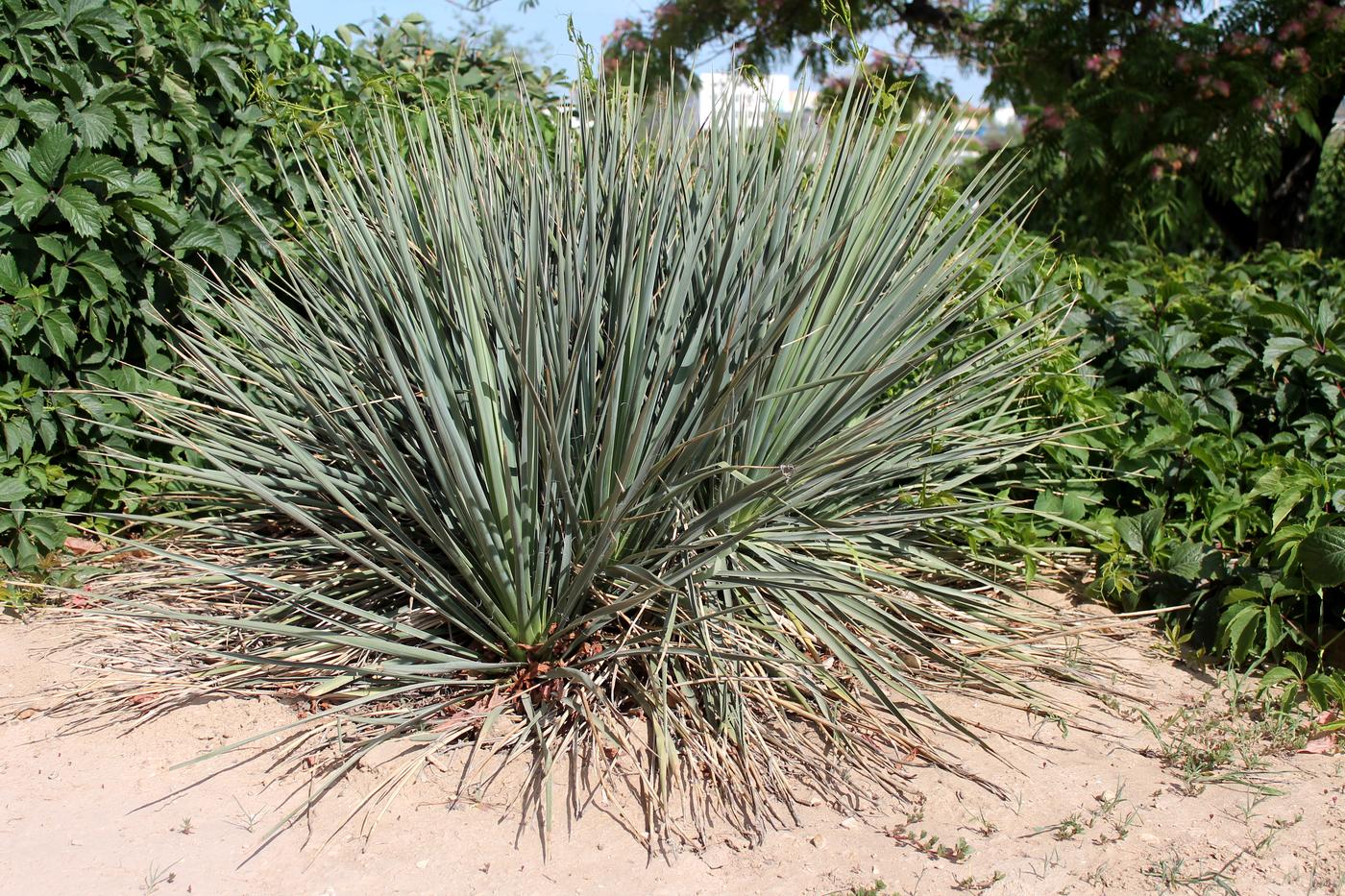 Изображение особи Yucca angustissima.