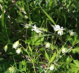 Cerastium holosteum