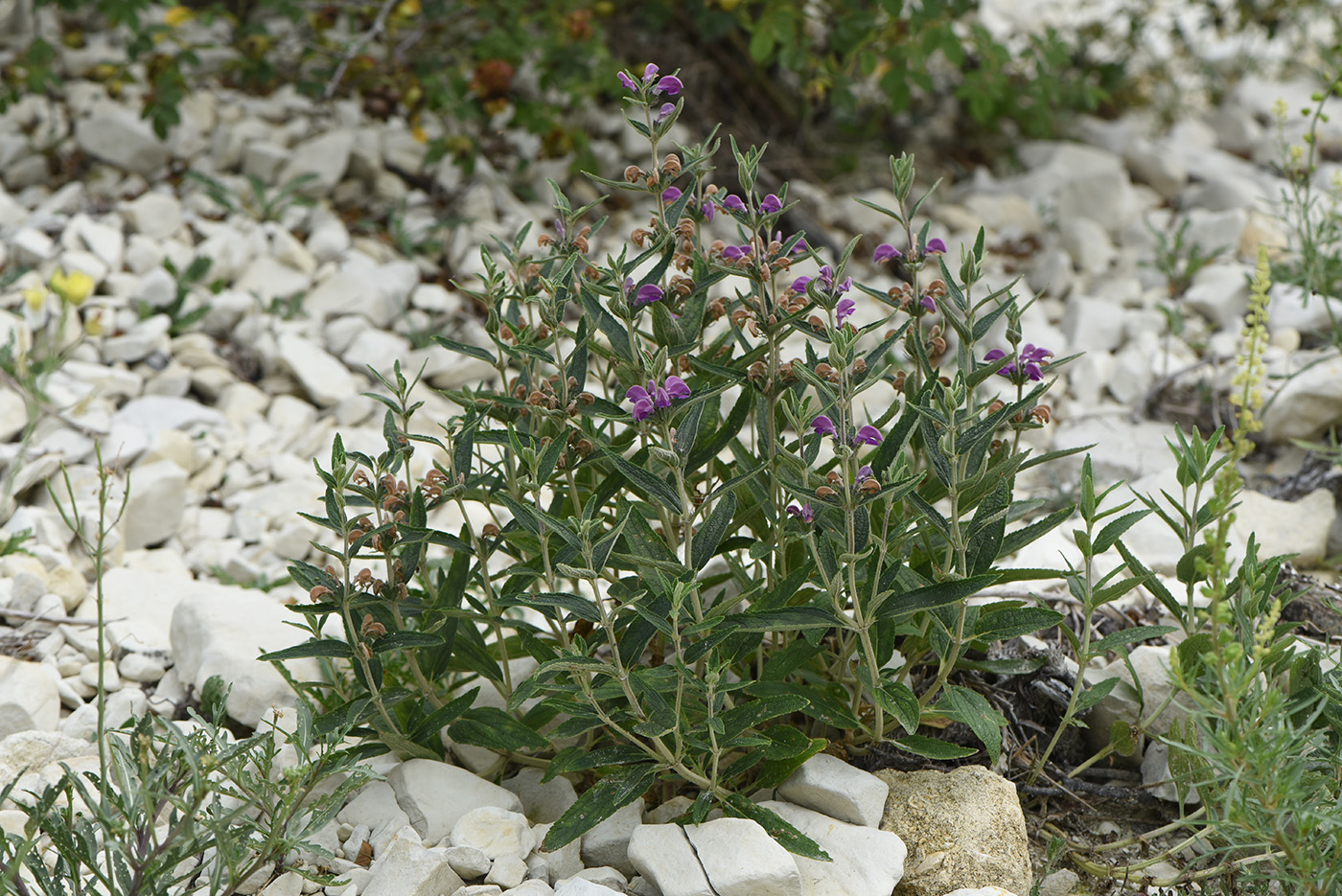 Изображение особи Phlomis taurica.