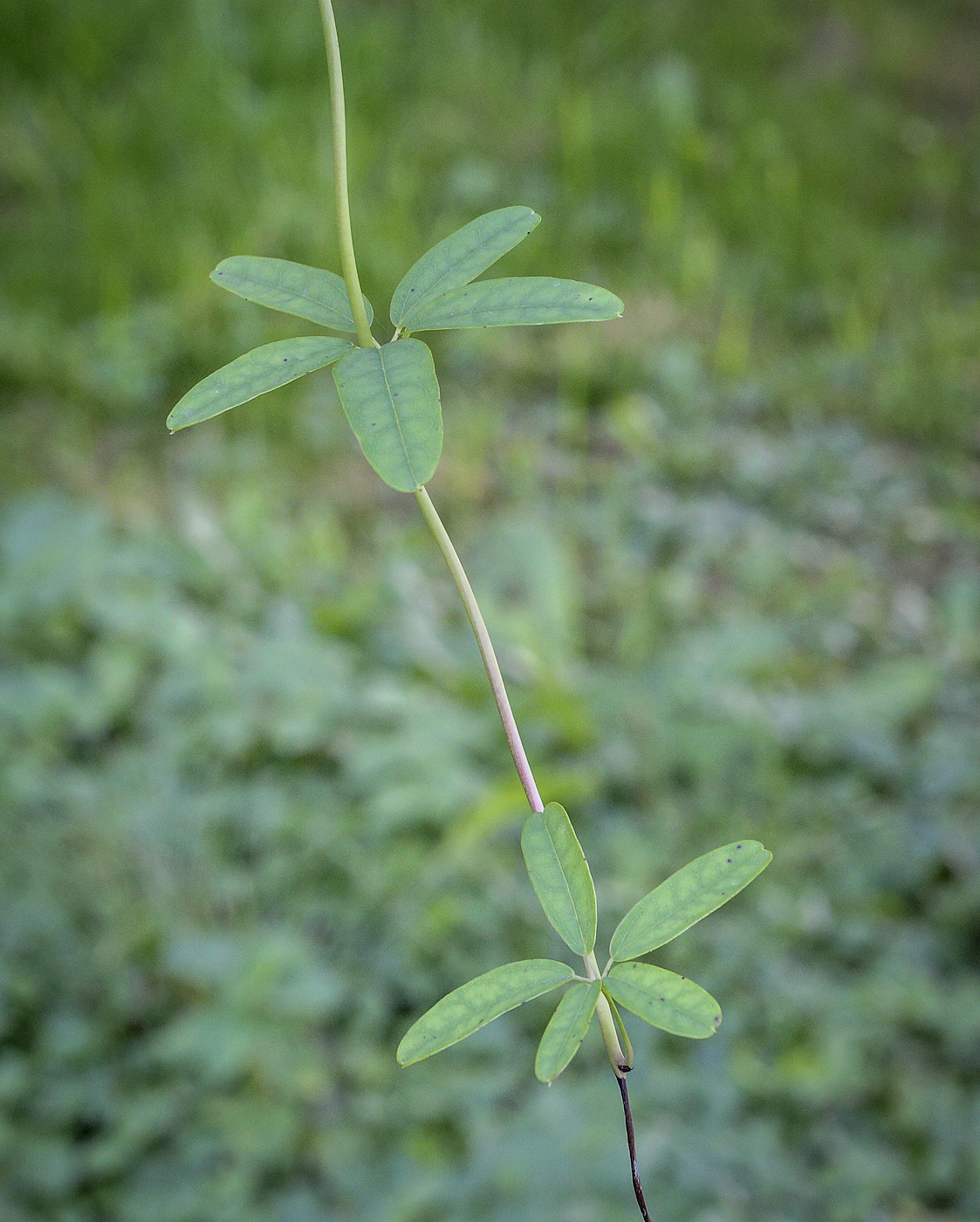 Изображение особи Akebia quinata.