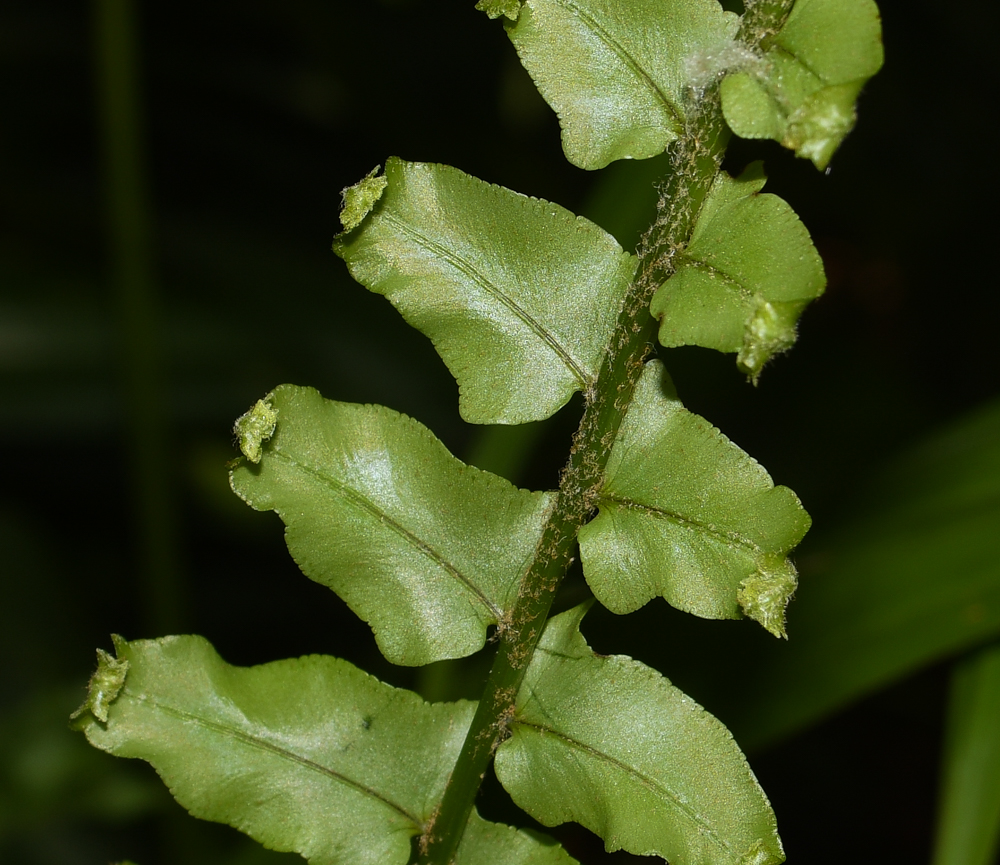 Изображение особи Nephrolepis exaltata.