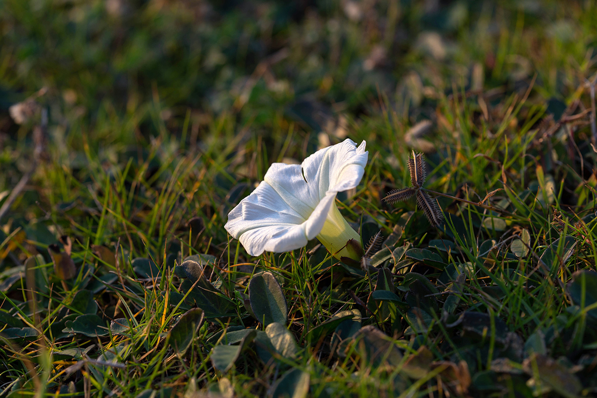 Image of Ipomoea imperati specimen.