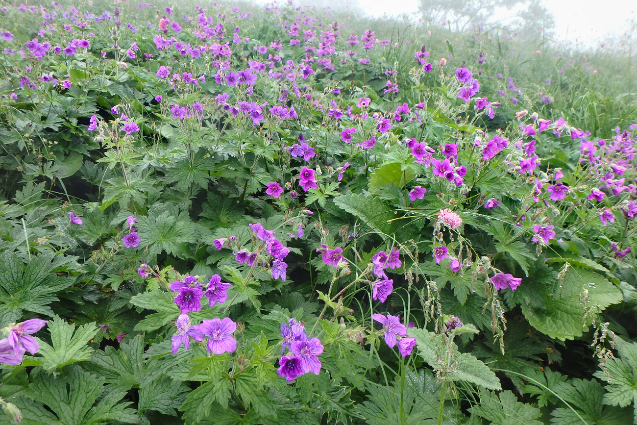 Image of Geranium sylvaticum specimen.