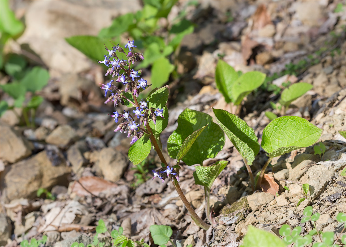 Изображение особи Trachystemon orientalis.