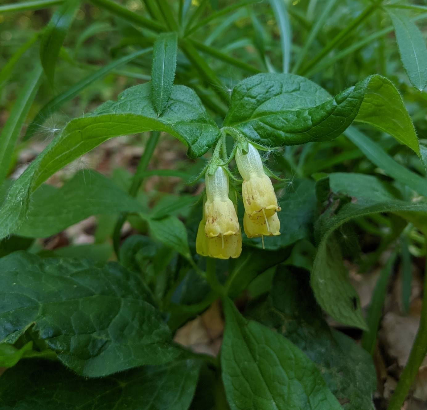 Image of Symphytum tuberosum specimen.