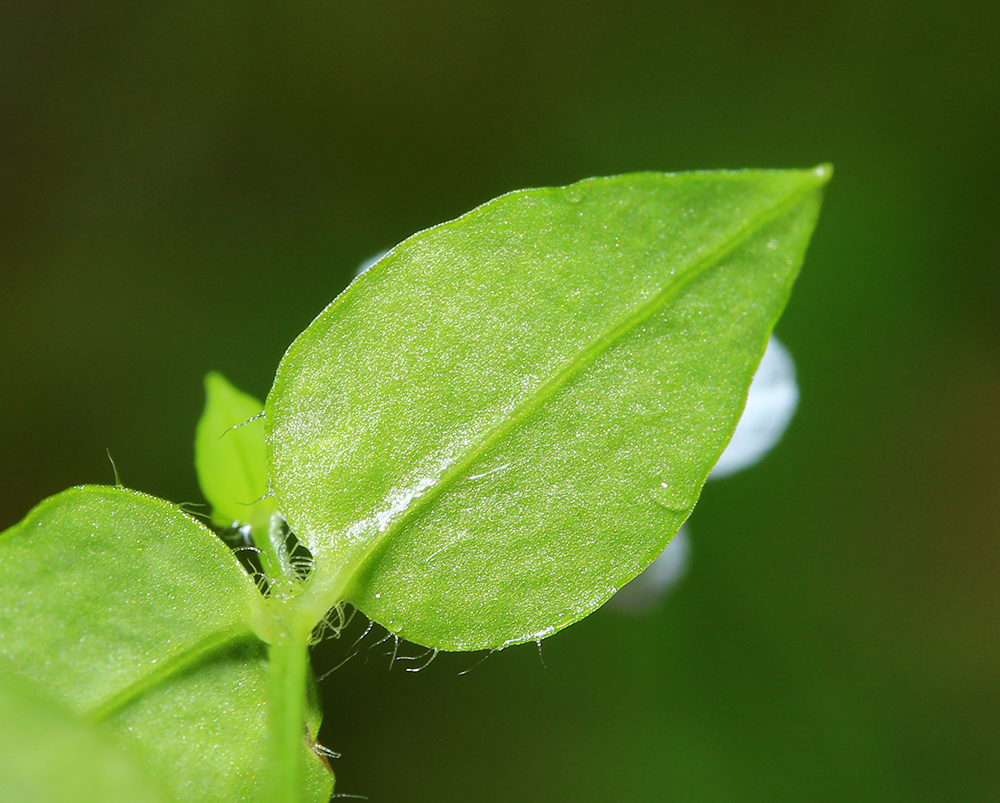 Image of Pseudostellaria davidii specimen.