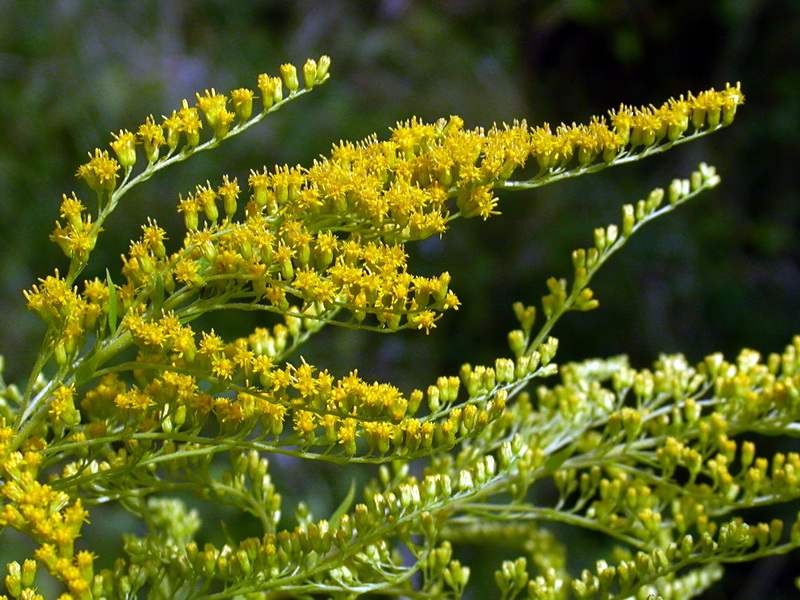 Изображение особи Solidago canadensis.