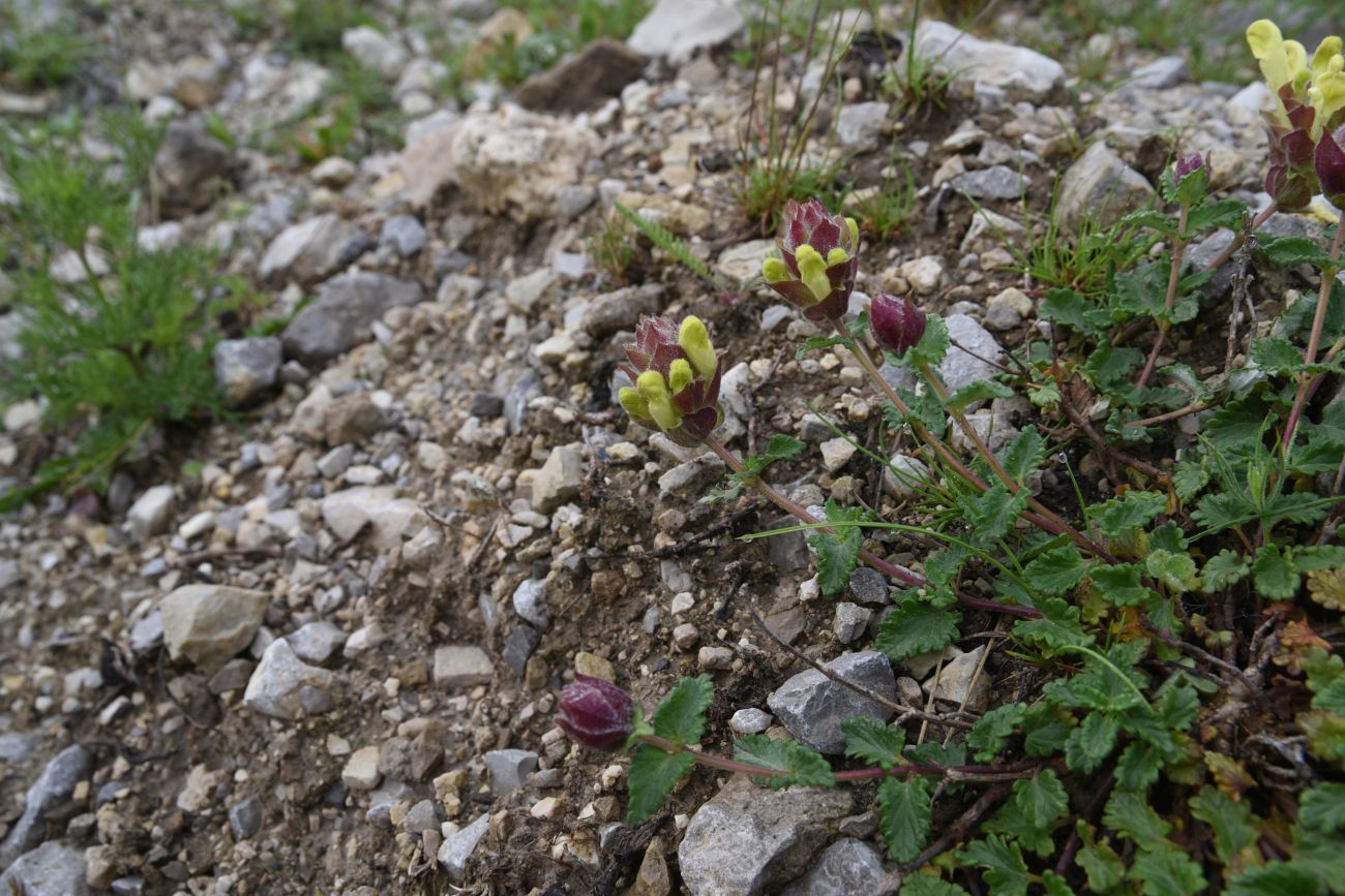 Изображение особи Scutellaria polyodon.