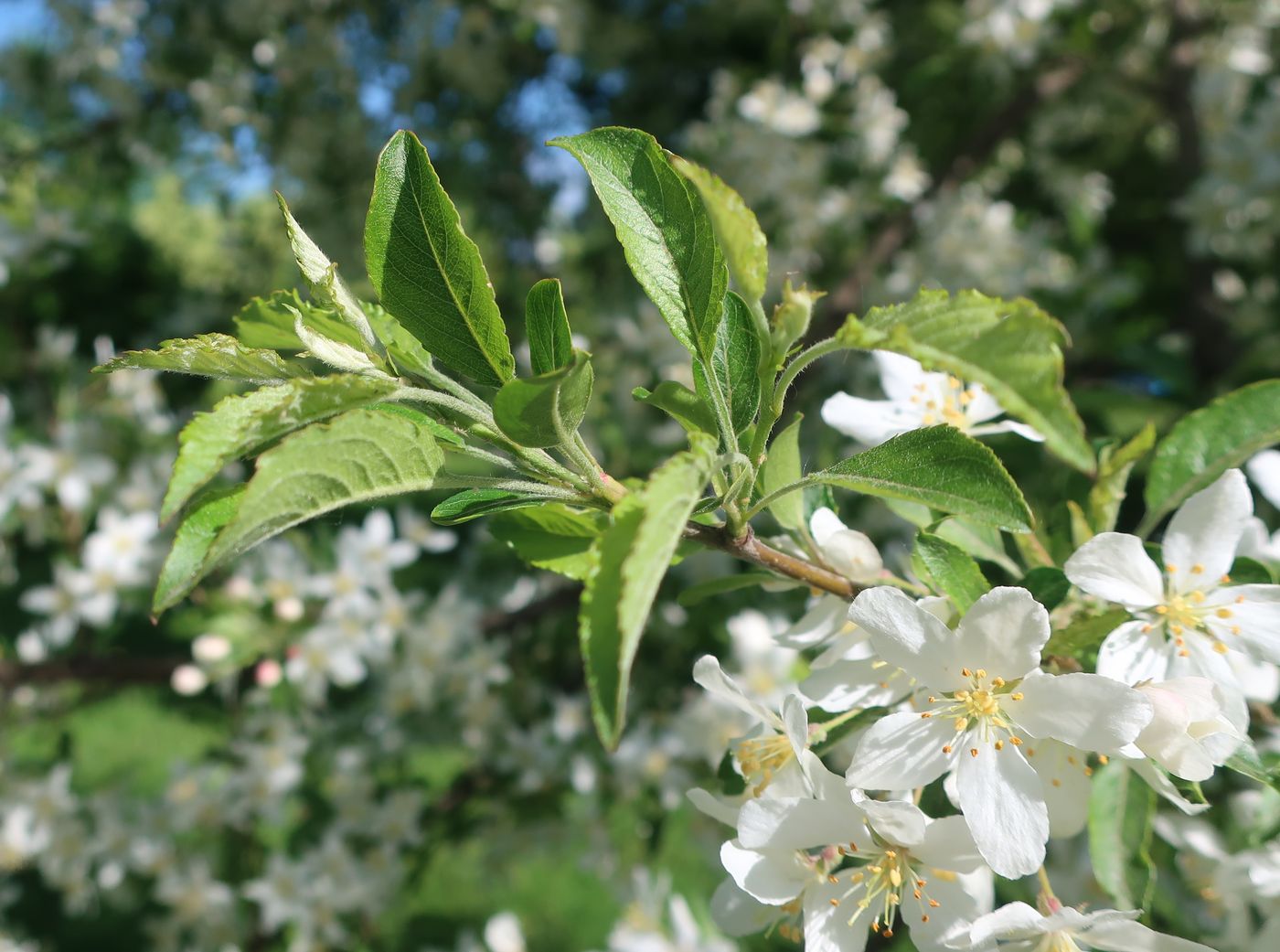 Image of genus Malus specimen.