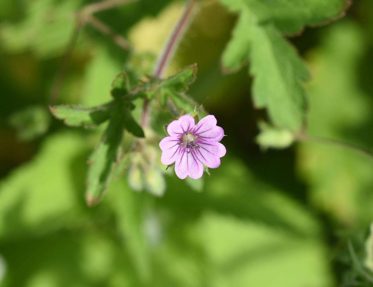 Image of Geranium sibiricum specimen.