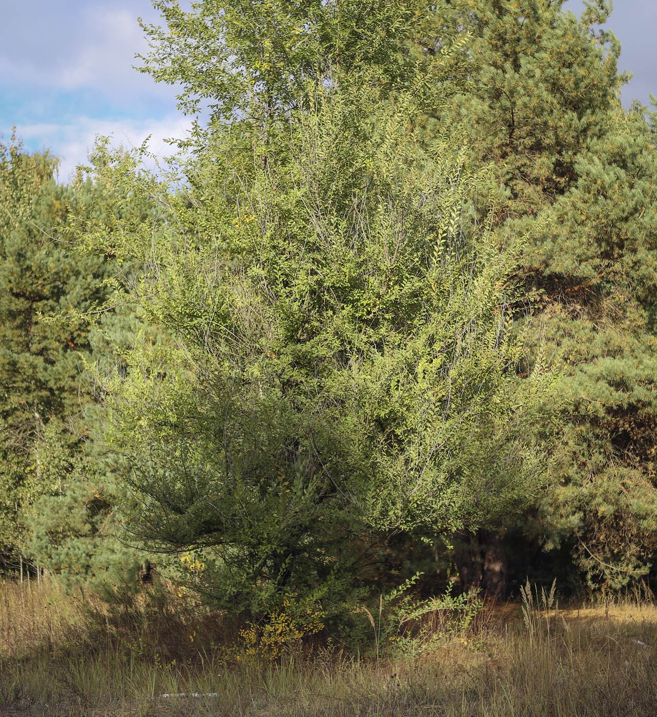 Изображение особи Ulmus pumila.