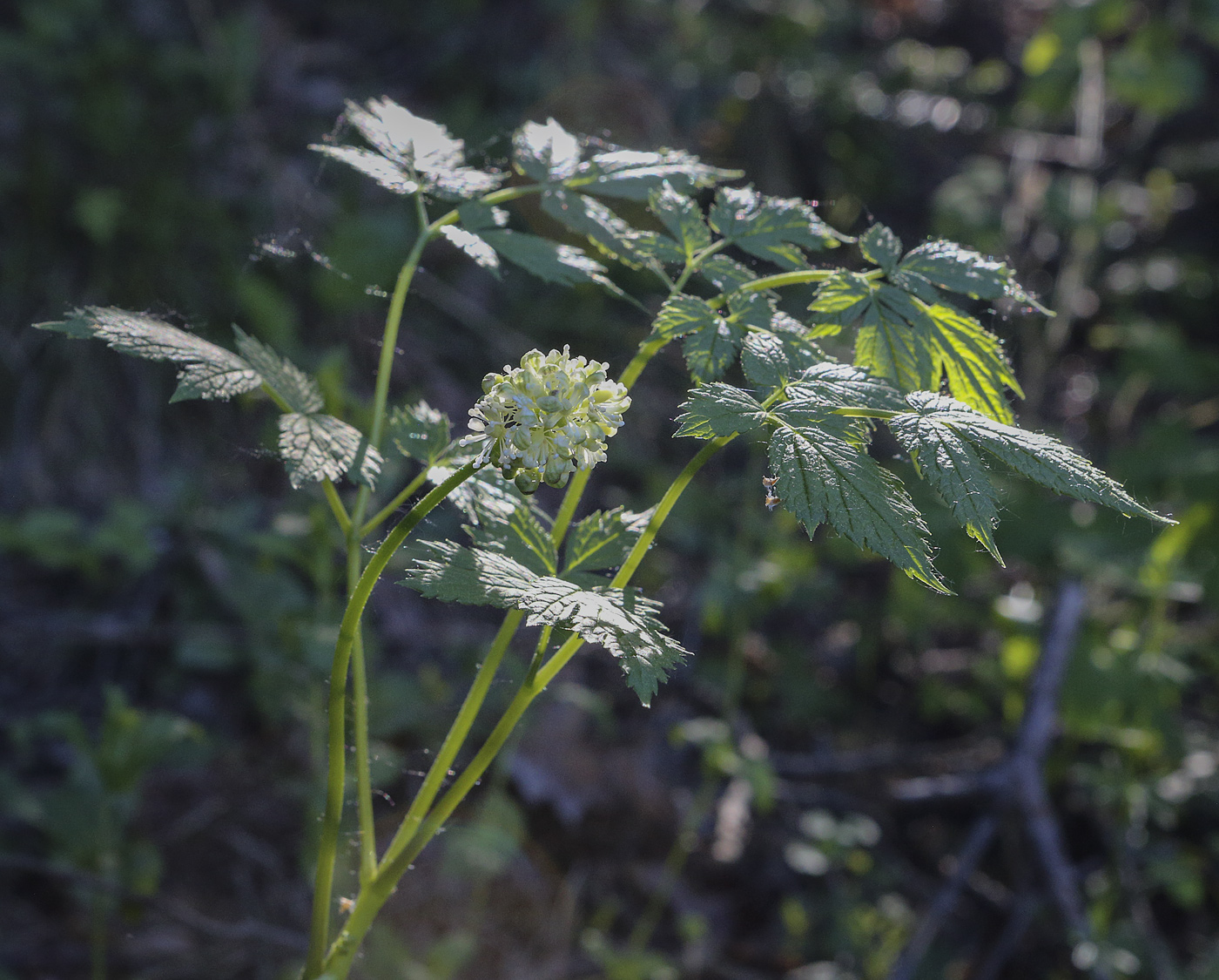 Image of Actaea spicata specimen.