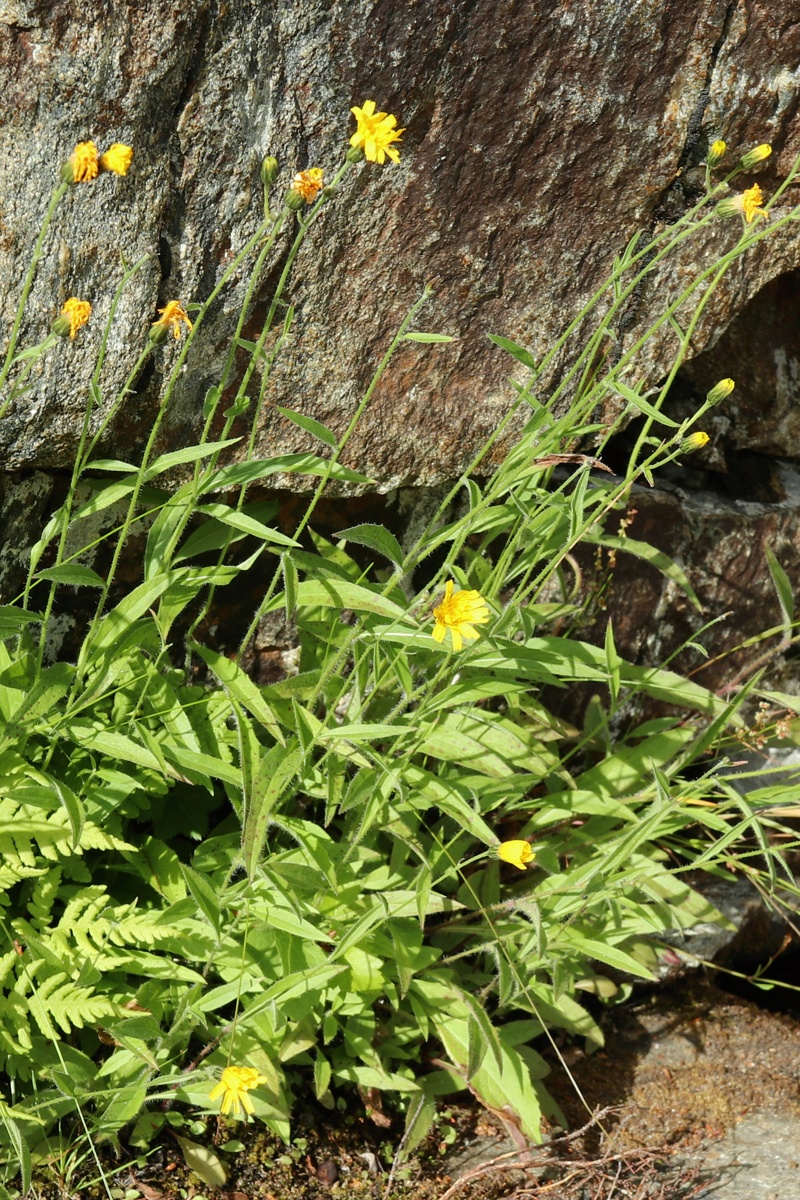 Изображение особи Hieracium cruentiferum.