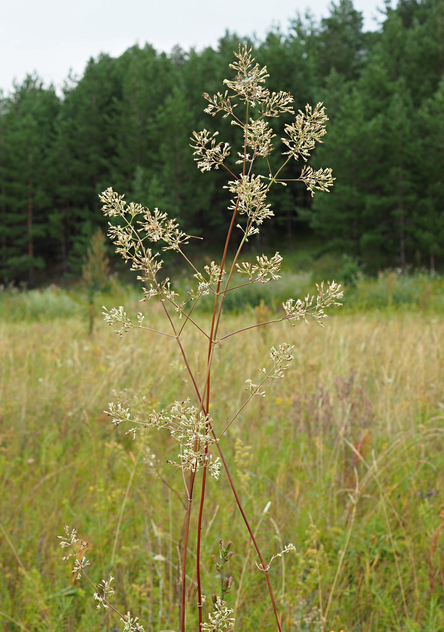 Изображение особи Silene wolgensis.