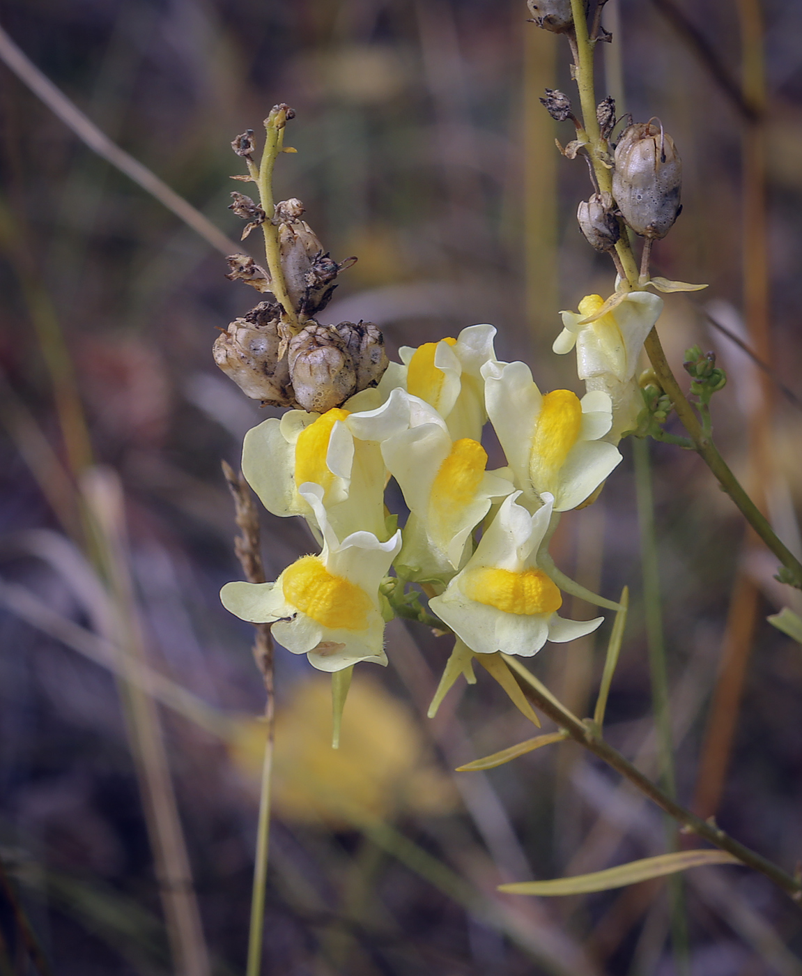 Image of Linaria vulgaris specimen.