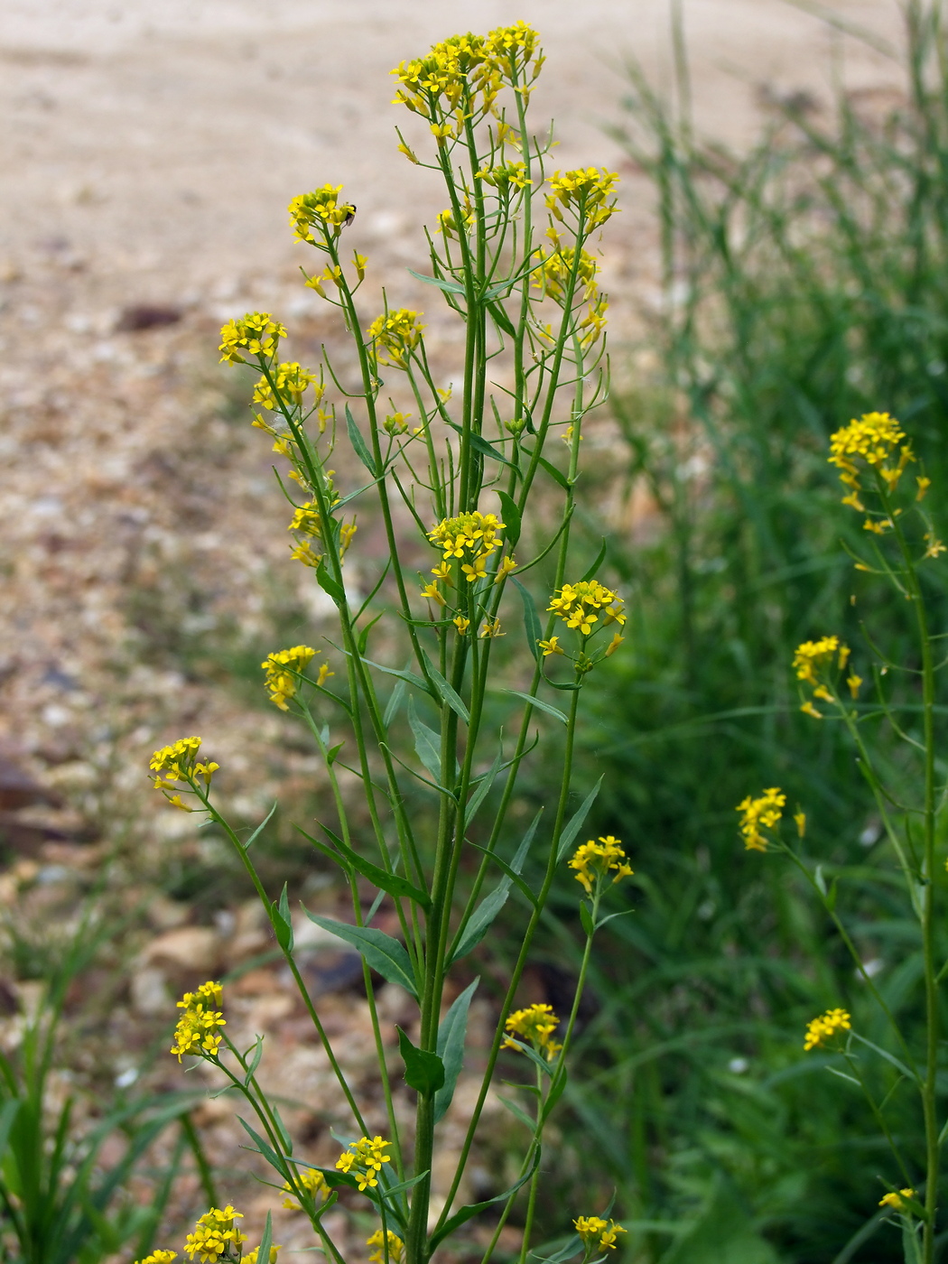 Image of Erysimum cheiranthoides specimen.