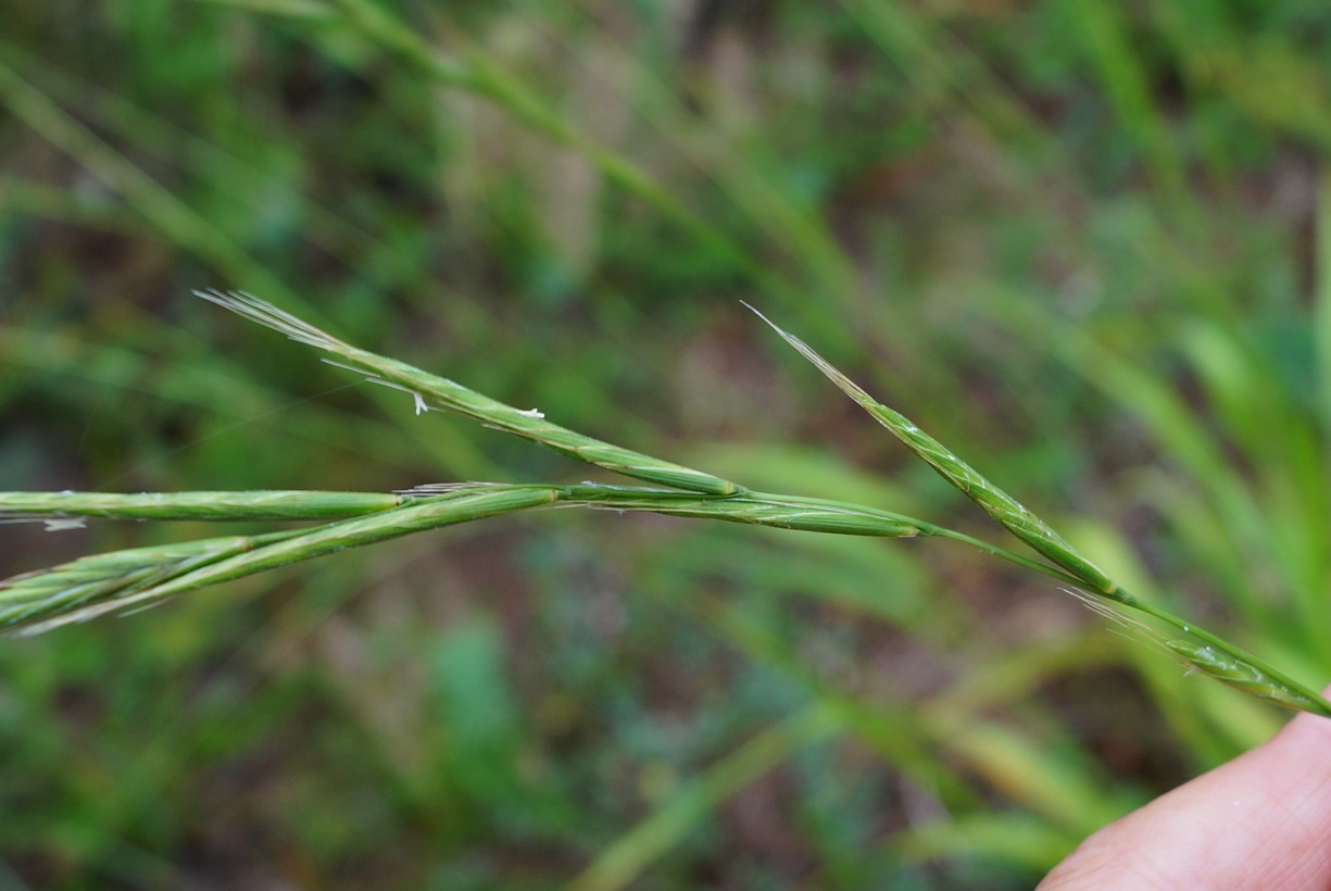 Image of Brachypodium sylvaticum specimen.