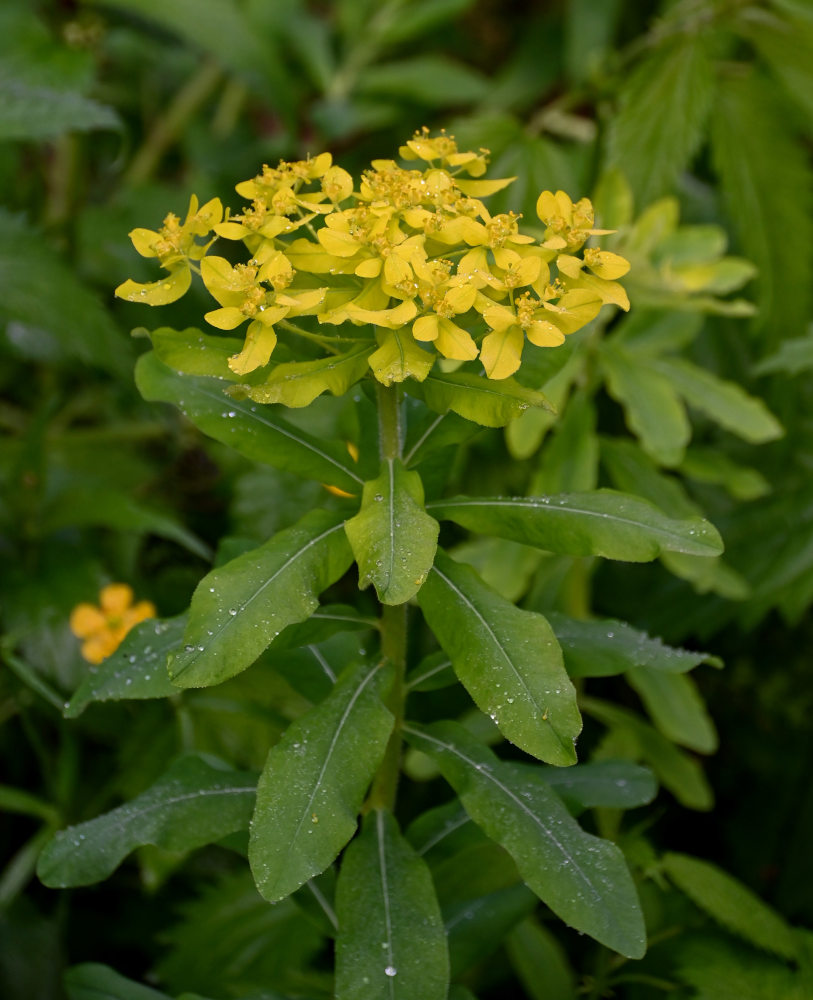 Image of Euphorbia pilosa specimen.