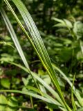 Carex sylvatica. Часть листа и стебля. Тверская обл., Кимрский р-н, лесистая часть дамбы Иваньковского вдхр. 08.06.2022.