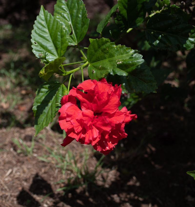 Image of Hibiscus rosa-sinensis specimen.