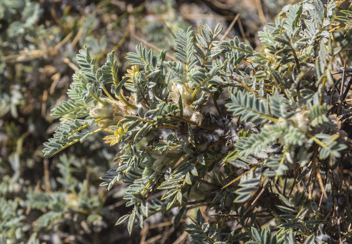 Изображение особи род Astragalus.