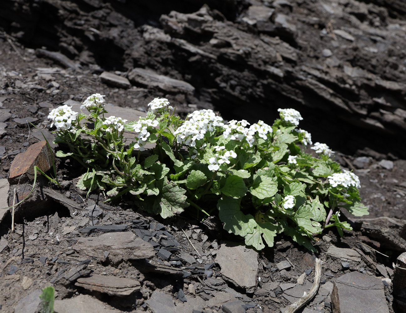 Image of Alliaria taurica specimen.