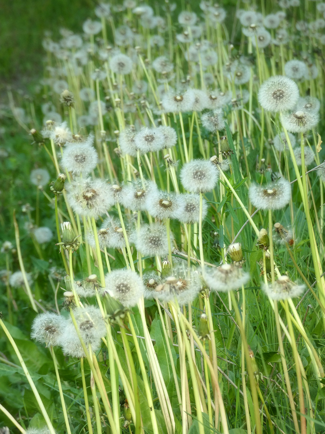 Изображение особи род Taraxacum.