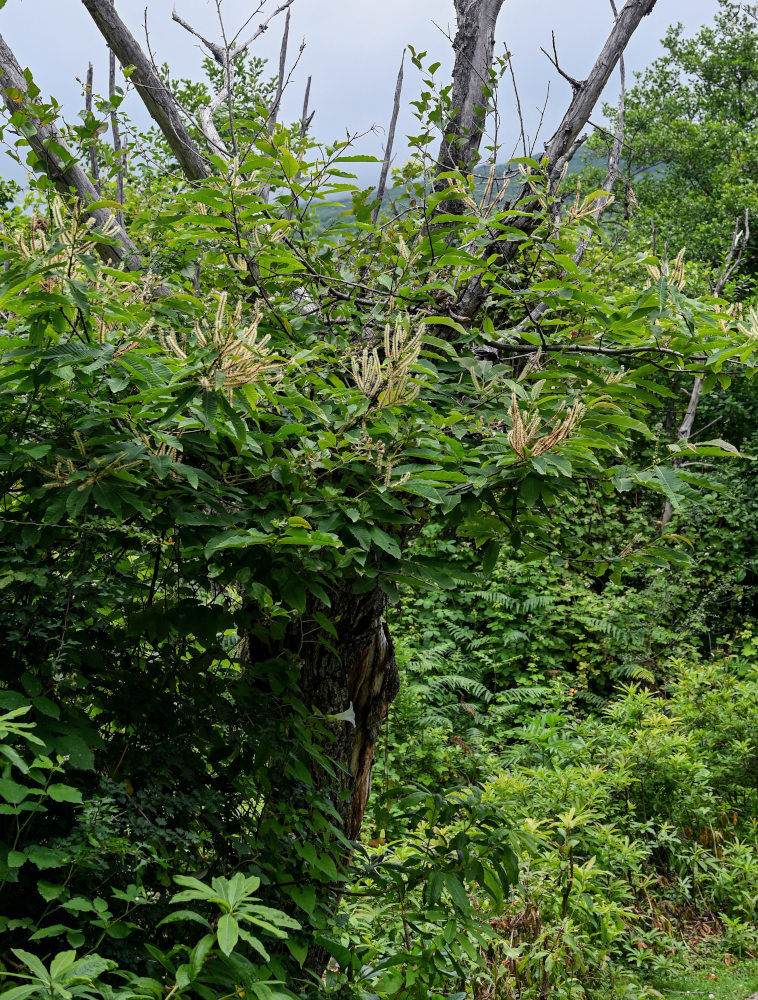 Image of Castanea sativa specimen.