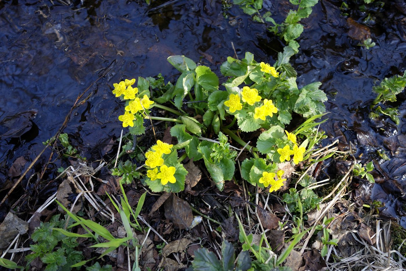 Image of Caltha palustris specimen.