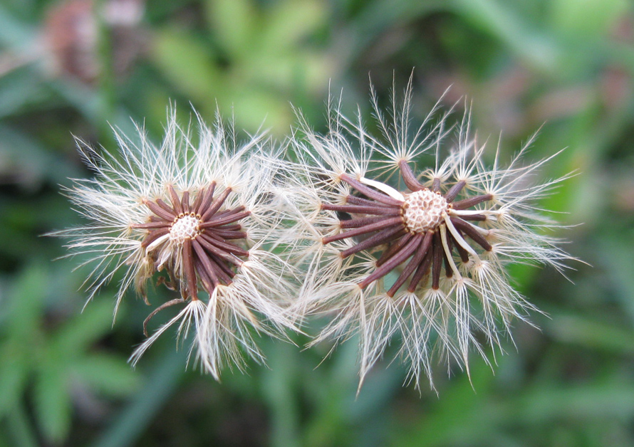 Image of Scorzoneroides autumnalis specimen.