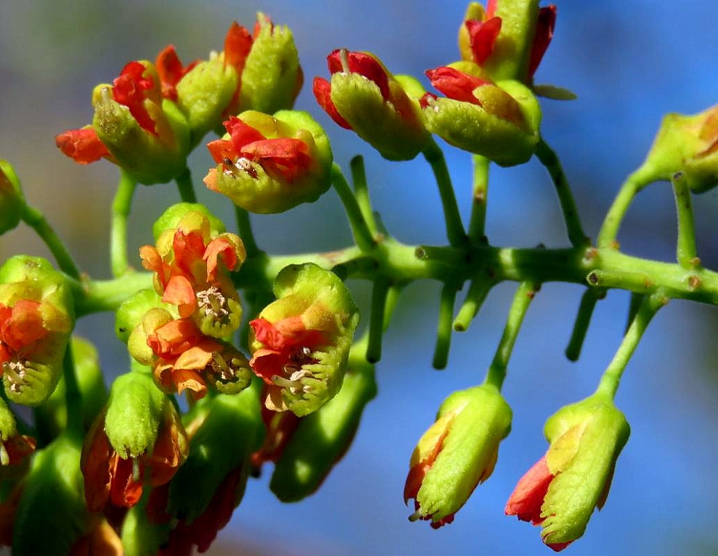 Изображение особи Caesalpinia spinosa.