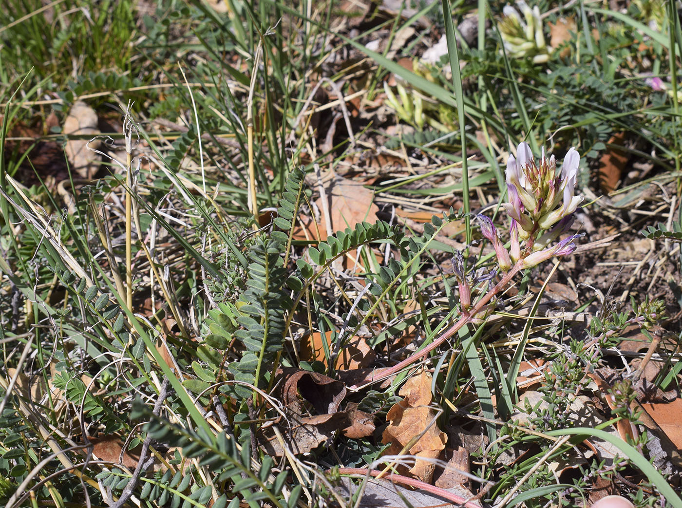 Image of Astragalus monspessulanus specimen.