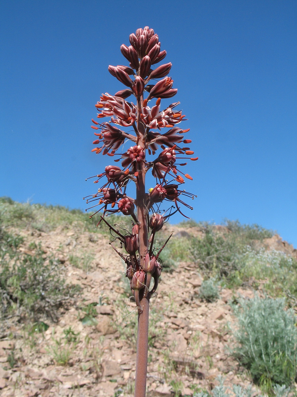 Изображение особи Eremurus cristatus.