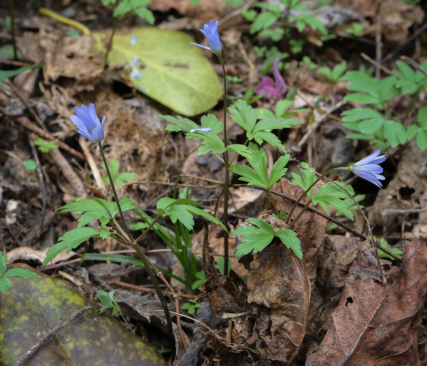 Image of Anemone caucasica specimen.