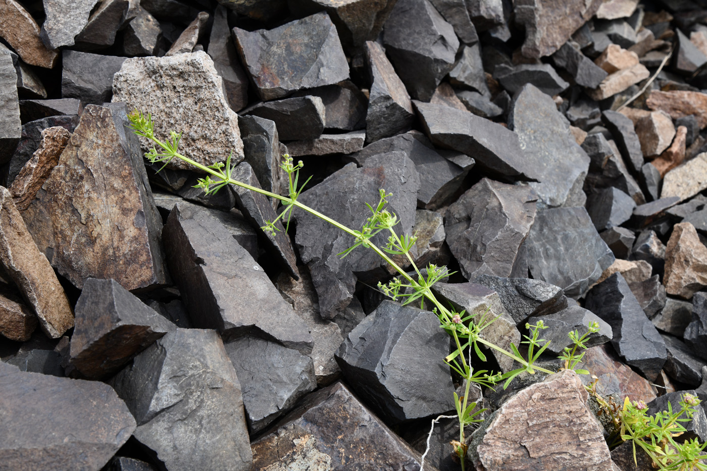 Image of Galium aparine specimen.