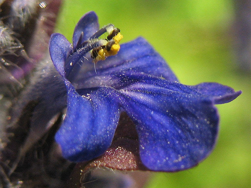 Image of Ajuga reptans specimen.