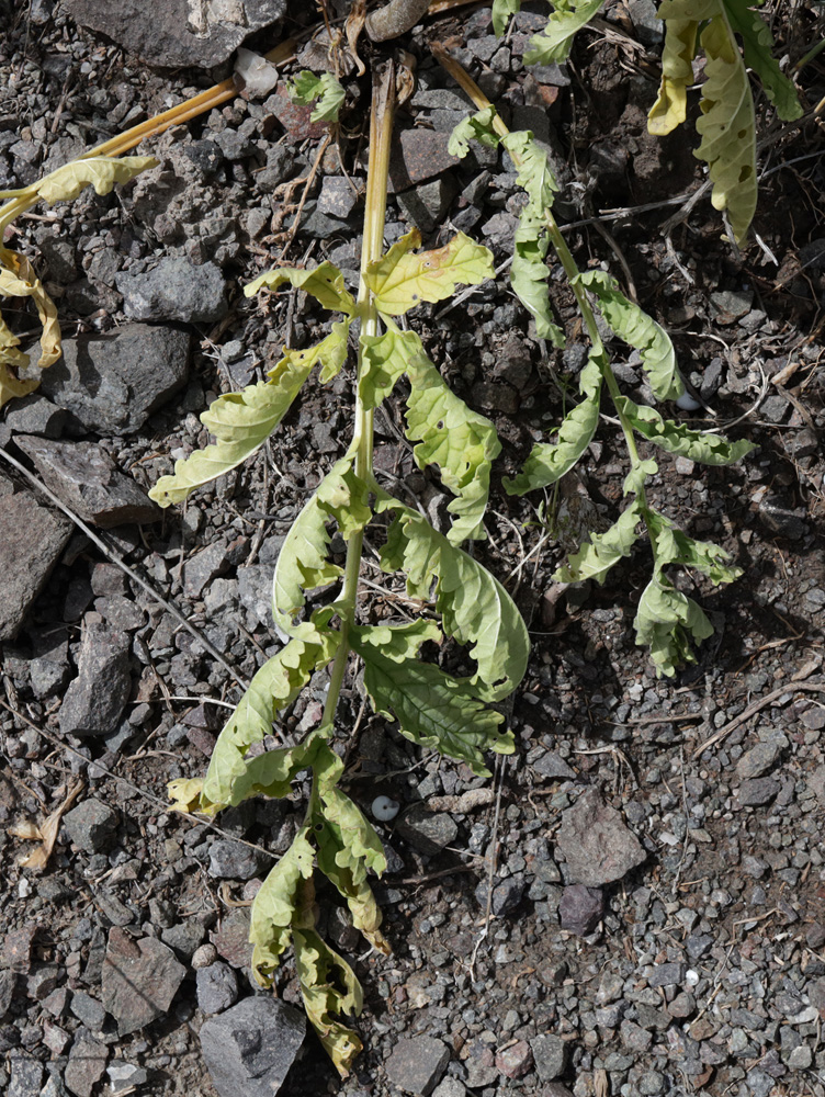 Изображение особи Phlomoides speciosa.