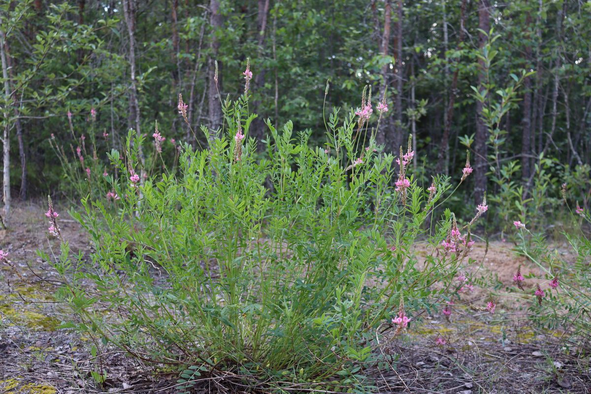 Image of Onobrychis arenaria specimen.